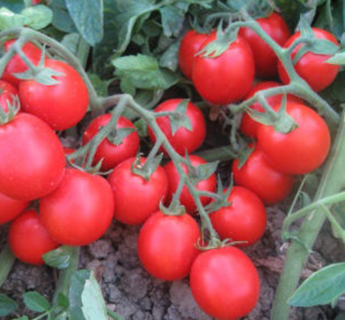 pomodoro