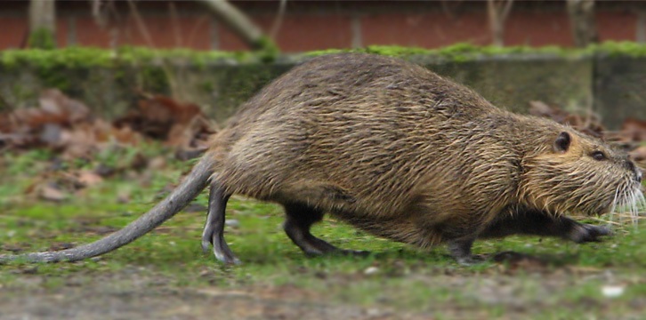 nutria