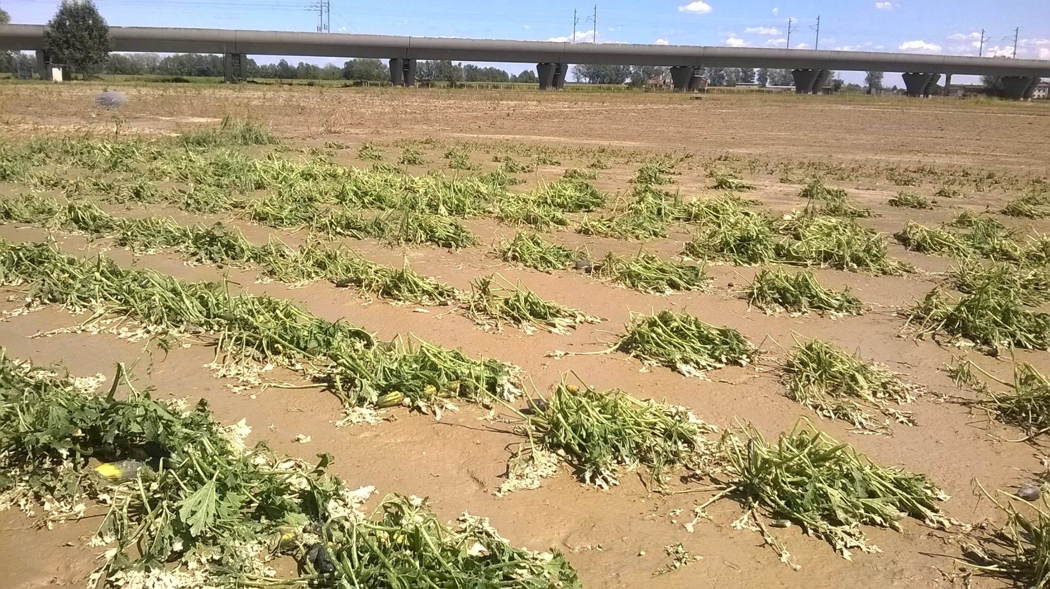 Campo devastato
