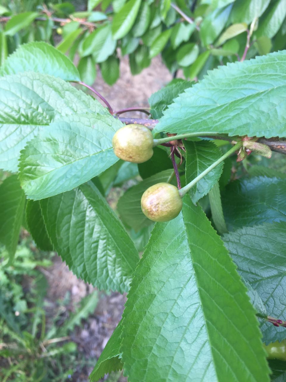 Ciliegie danneggiate