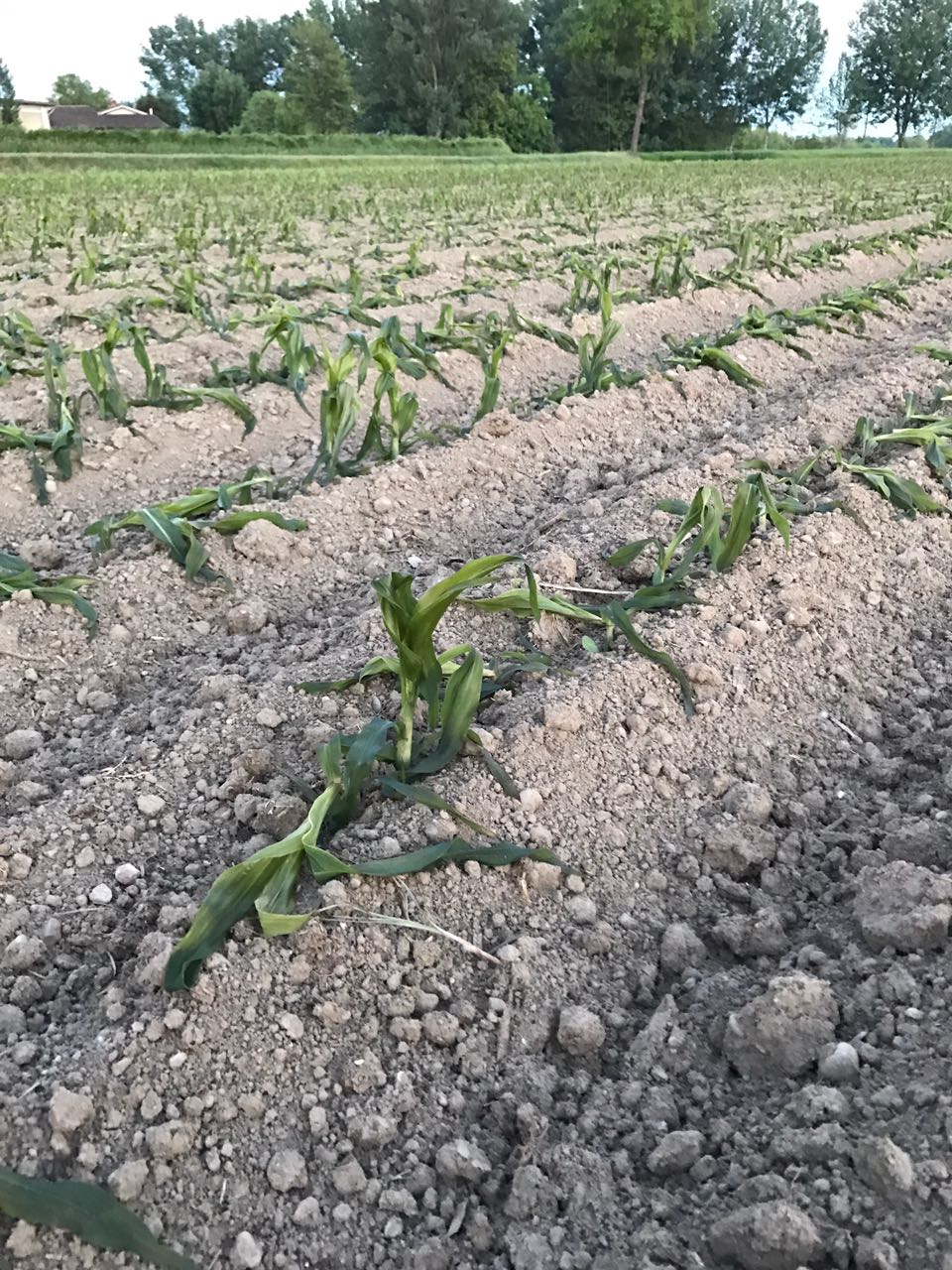 campo mais danneggiato