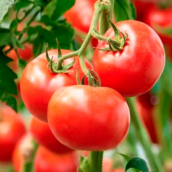 pomodoro