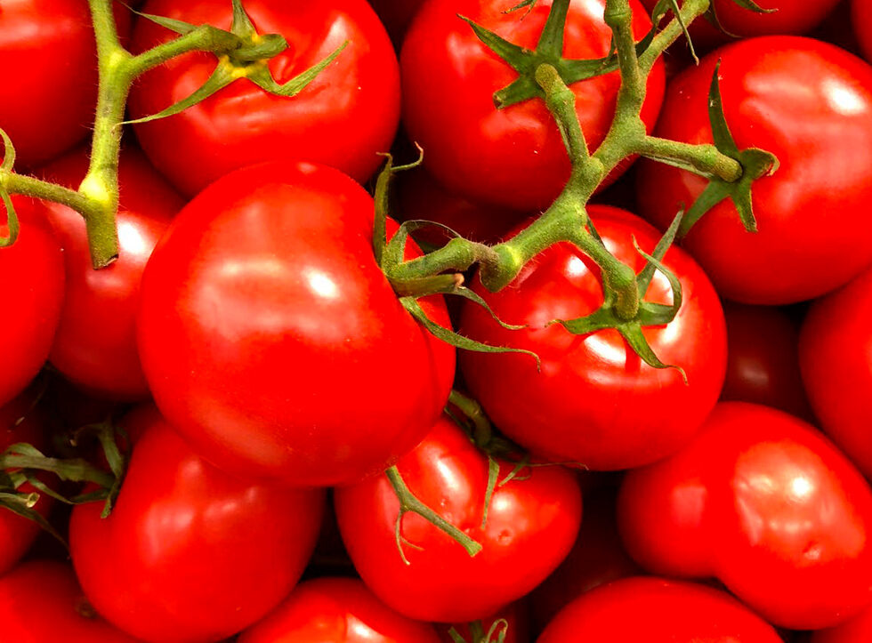Prezzo-del-pomodoro-per-la-campagna-2021-accordo-non-soddisfa-gli-agricoltori